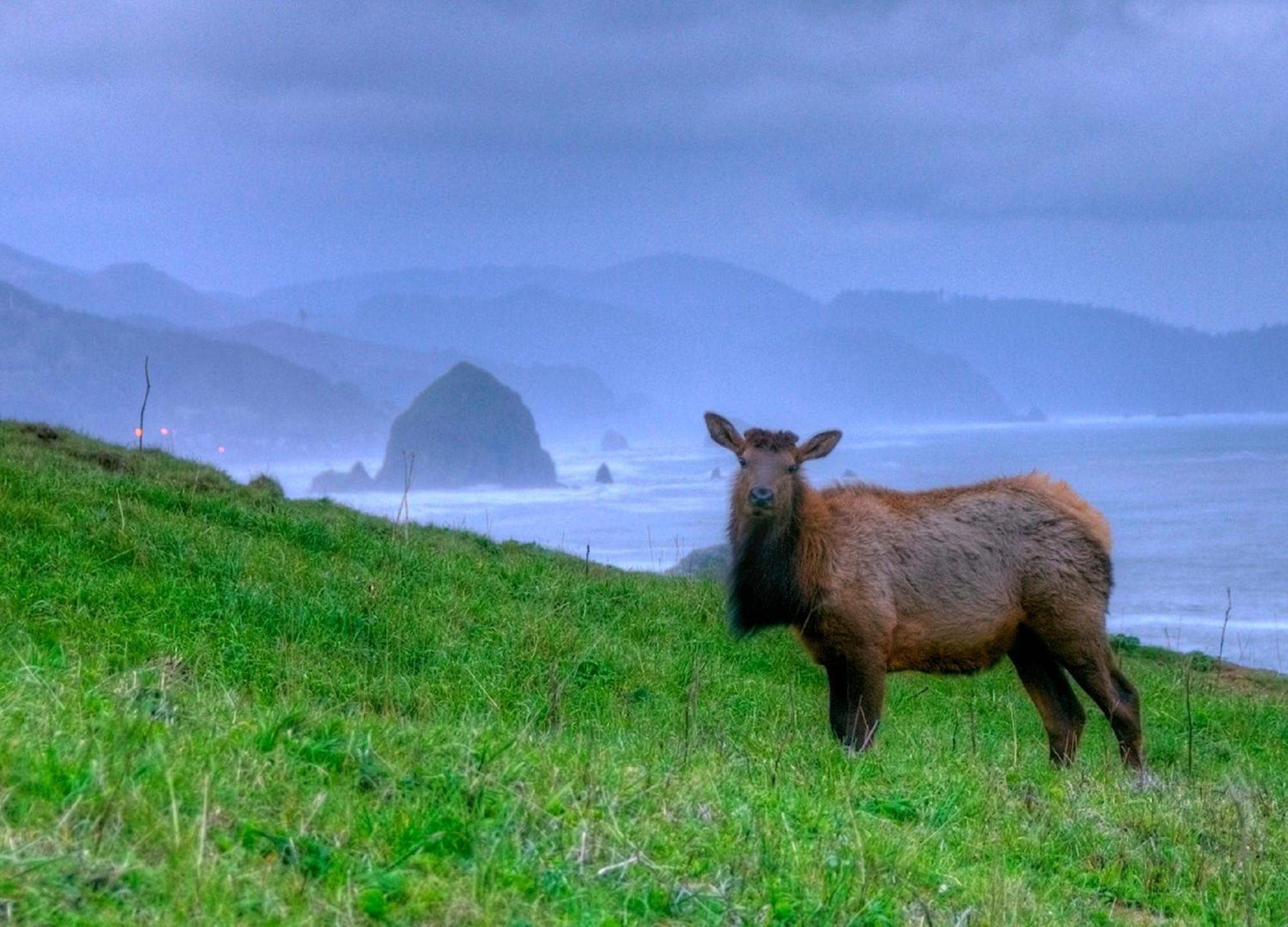 Ecola Creek Lodge Cannon Beach Bagian luar foto